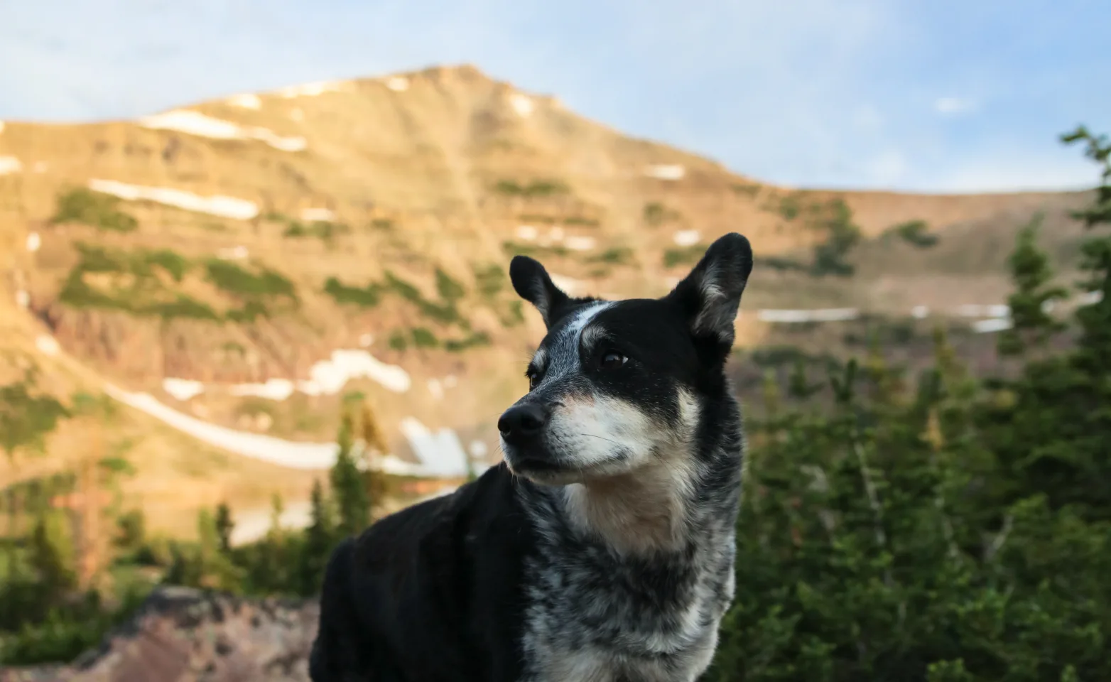 dog standing on rocks with mountains in background